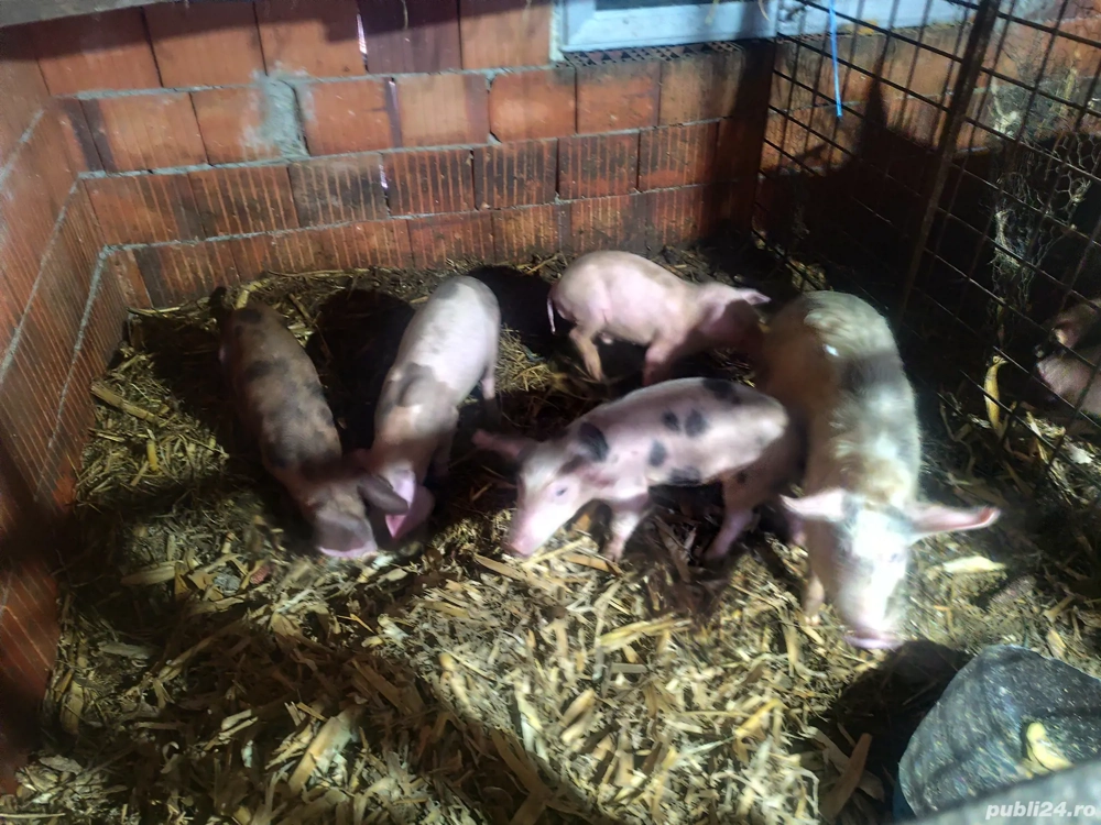 Grăsuni de vânzare scrofițe 