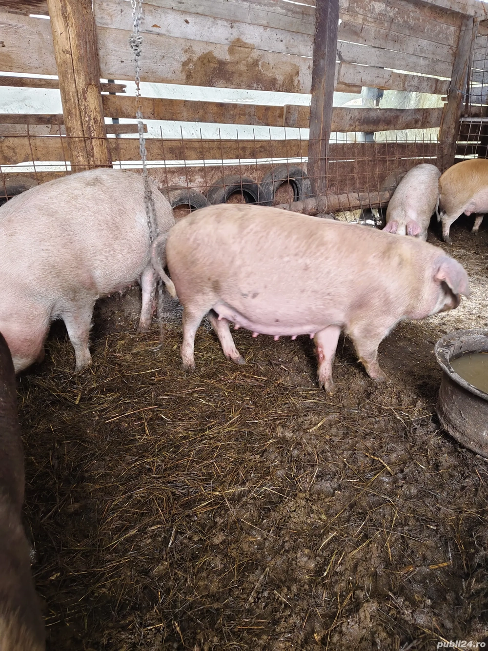 Porci de vânzare scrofițe 