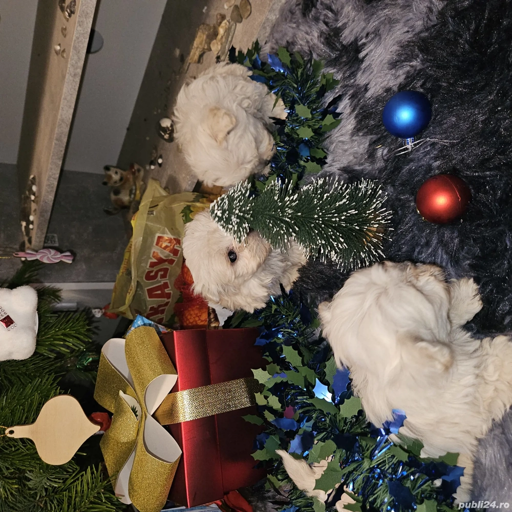 Văd bichon foarte jucăuși 