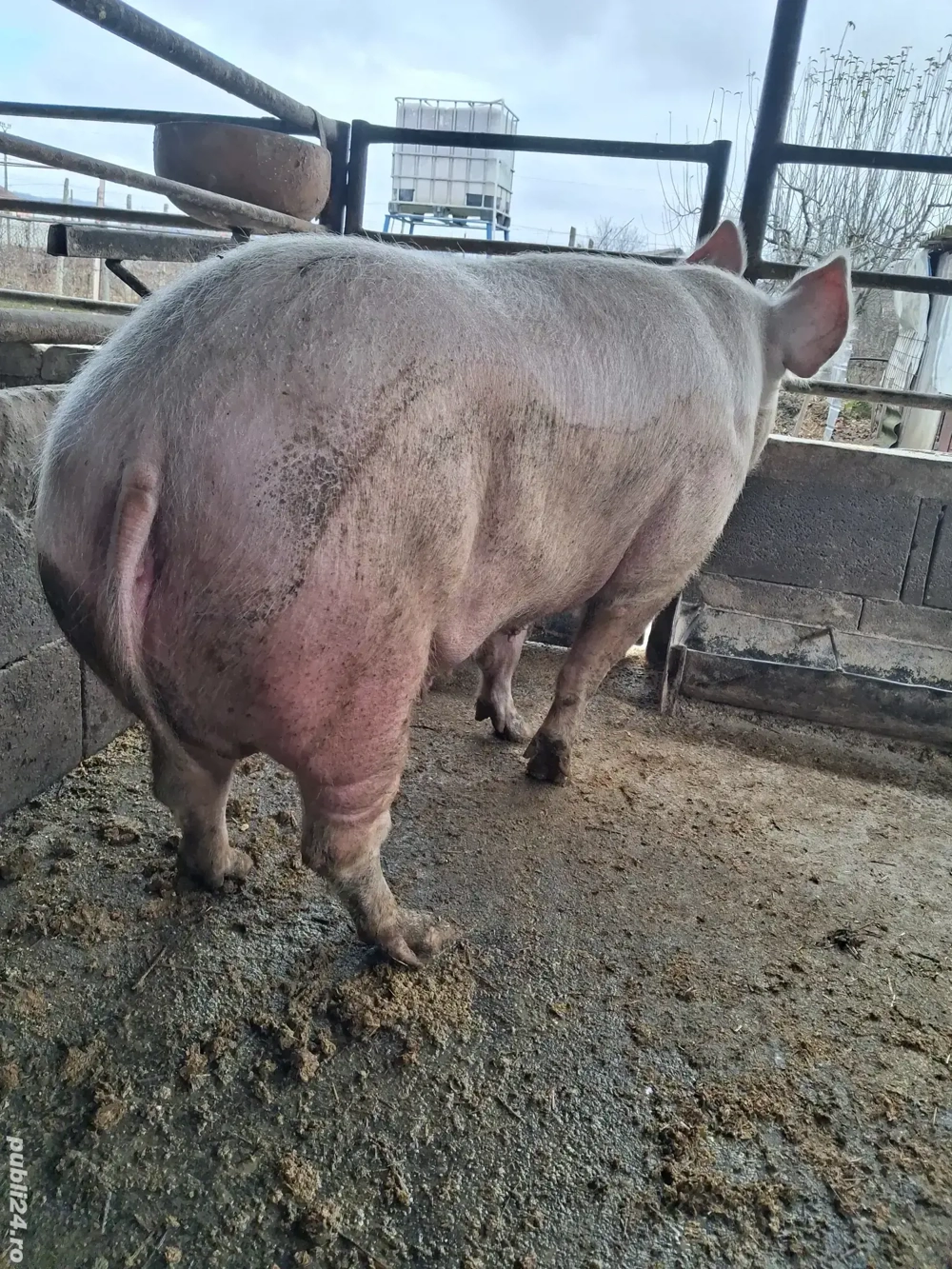 scroafă pentru sacrificat 280 kg rasă marele alb ofer transport 