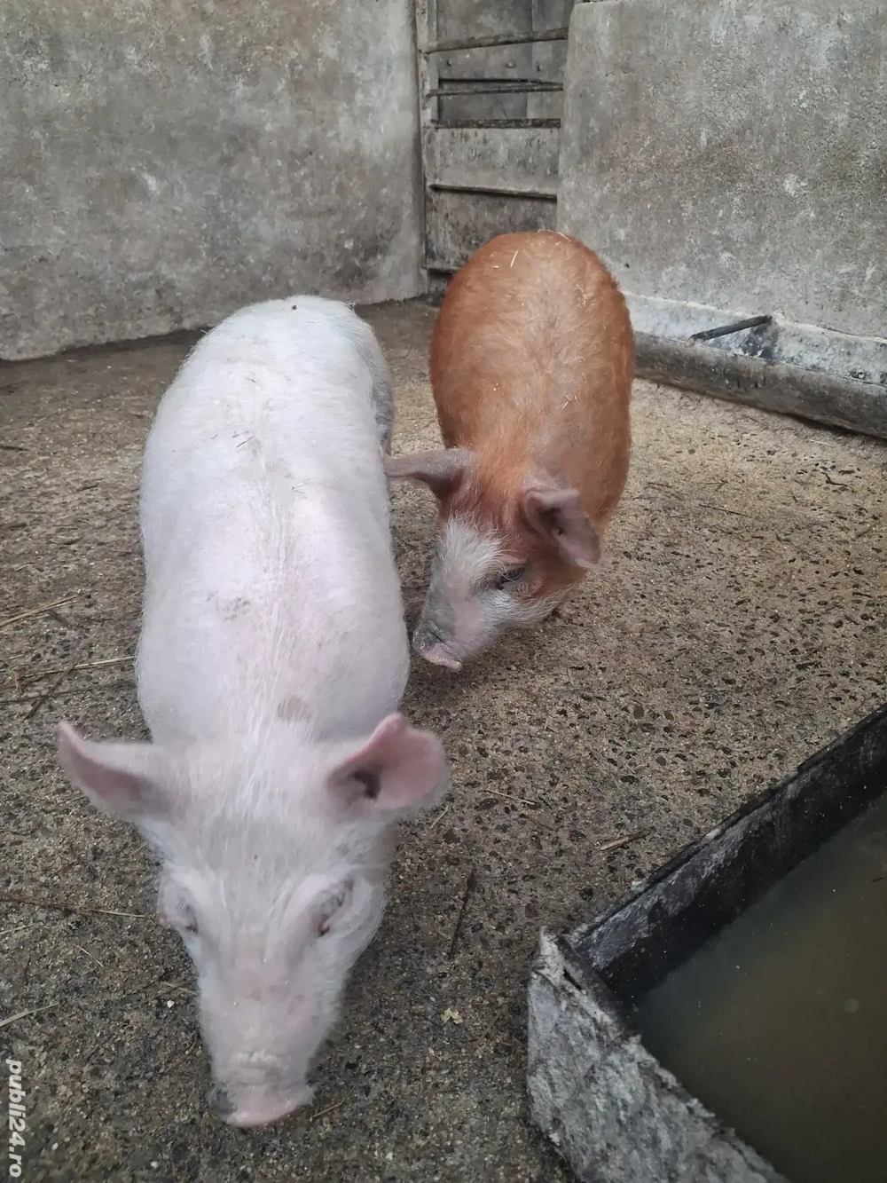 de vânzare 1 mascul curățat și 1 scrofiță 