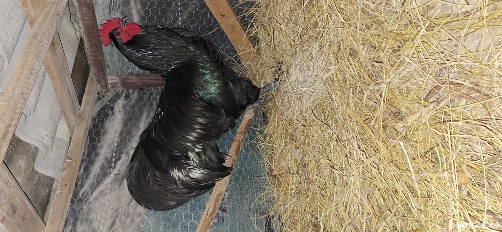 vand puici si cocosi de australorp
