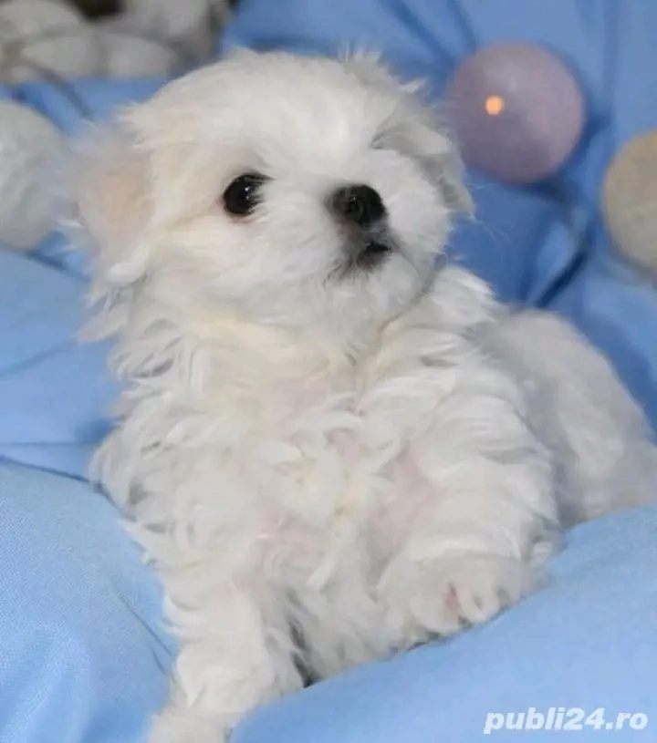 Bichon maltez băiețel si fetița  toy