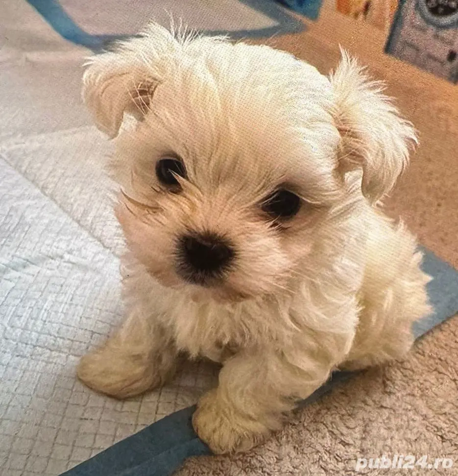 Bichon maltez 900 lei