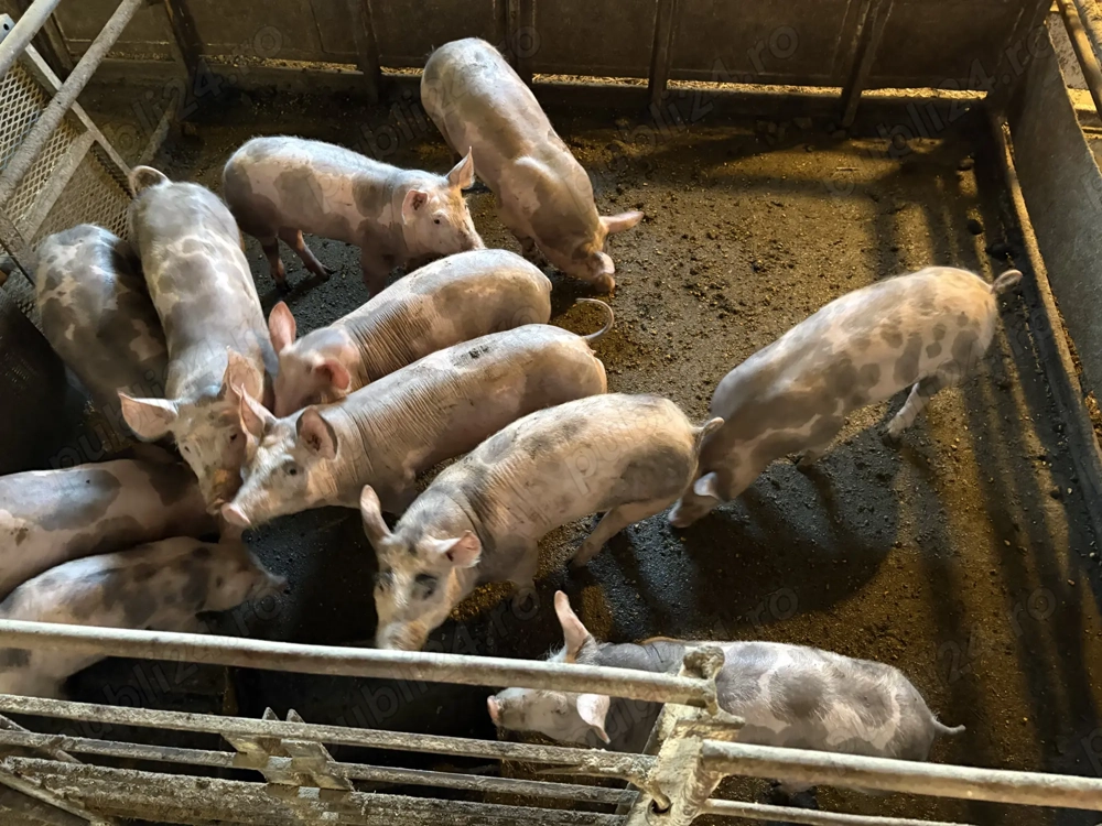 Vand purcei 400 bucata