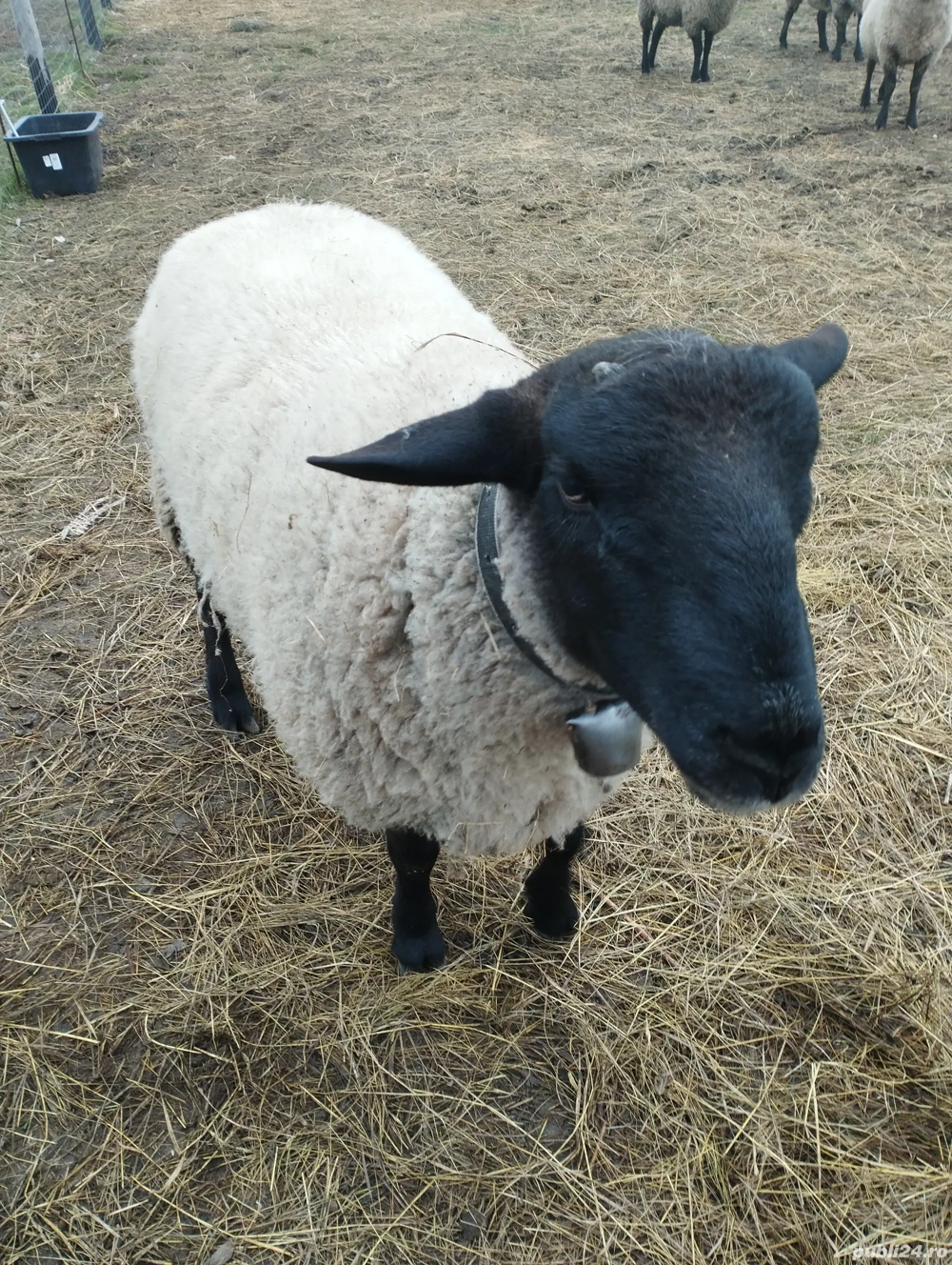 Berbec suffolk oferta 350 de euro 