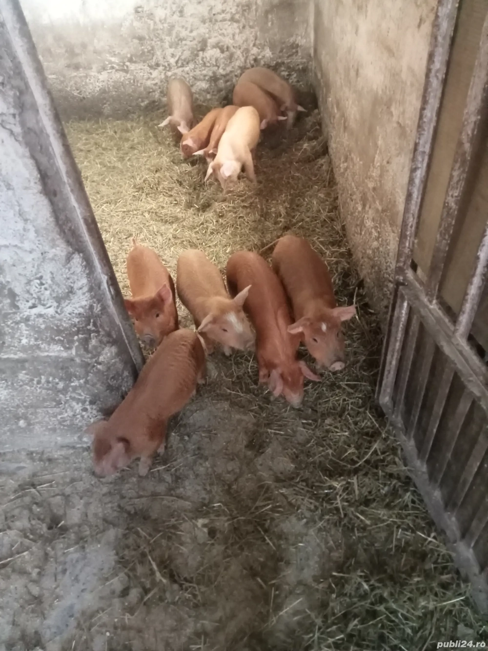 vând purcei metis duroc la șase săptămâni sau sc cu cereale