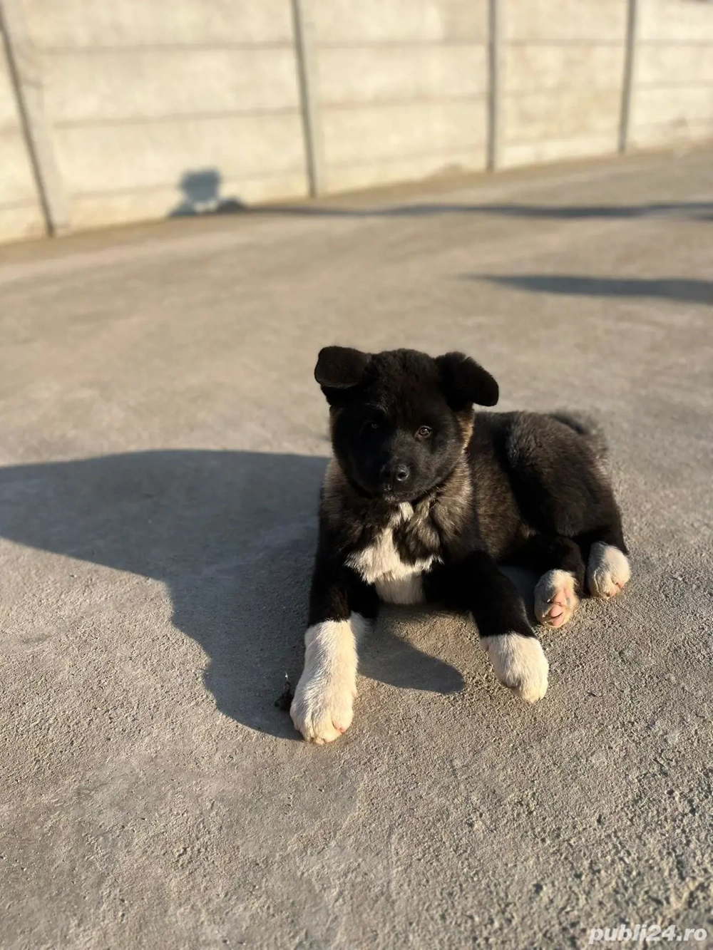 Vând Akita american 