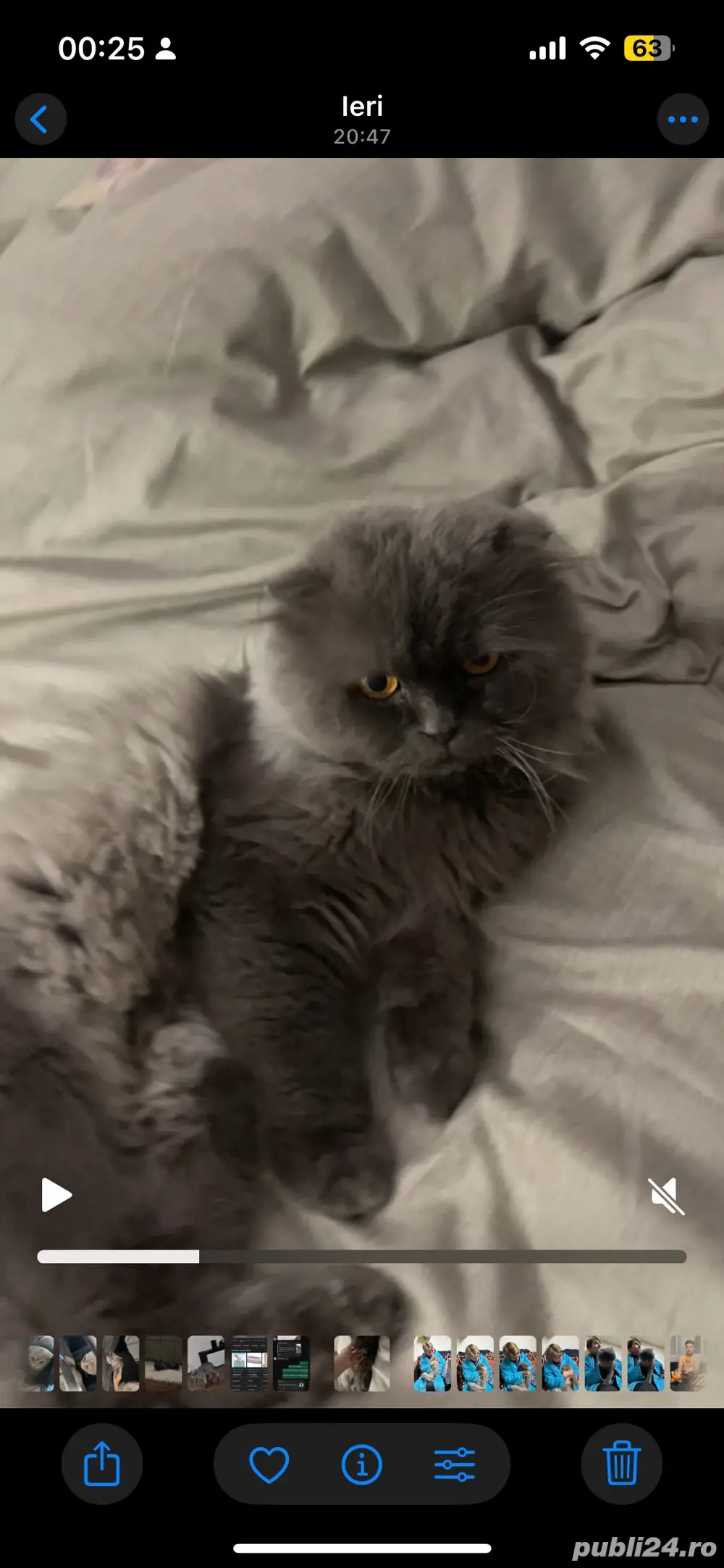 scottish fold longhair