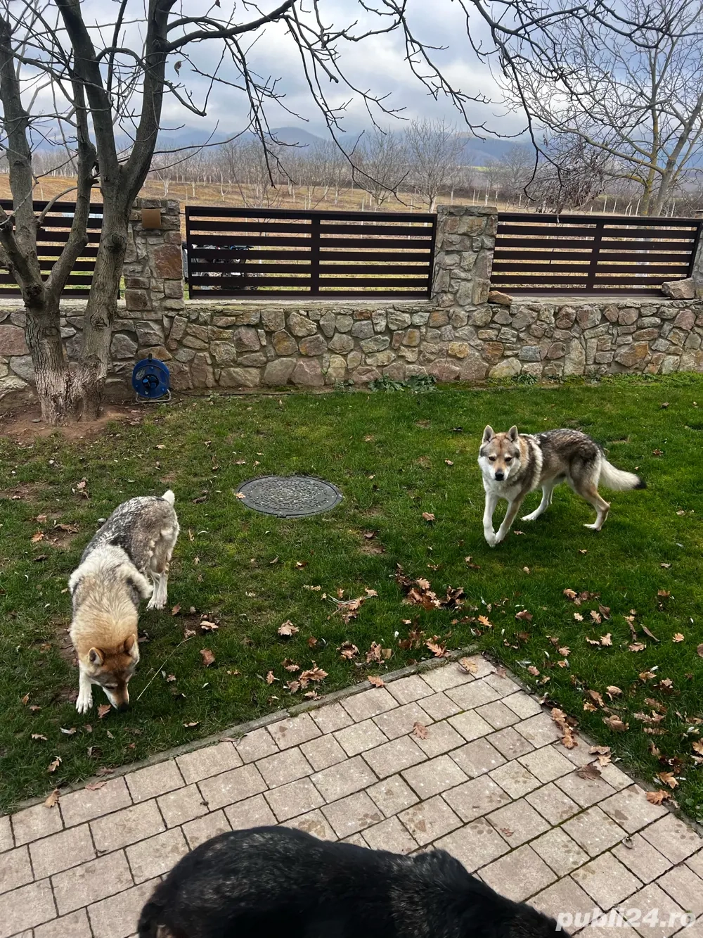 Pui de lup cehoslovac 