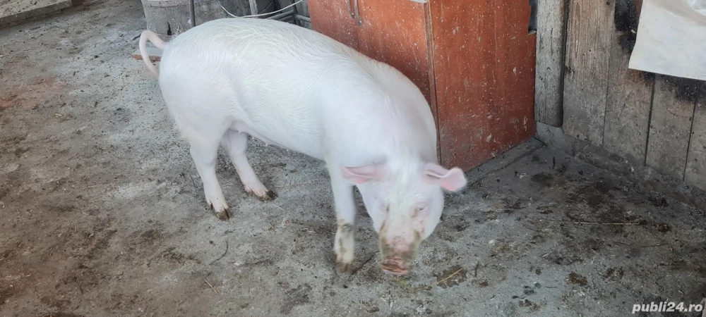 Porci grasuni  70-100kg