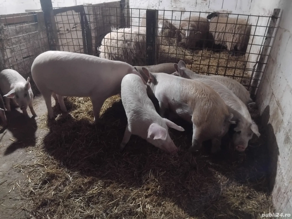 de vanzare soldei de carne 50 60 kg pret pe toti 500 si pe ales 550 de lei 