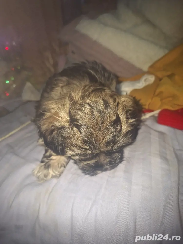 pui bisoni de vanzare