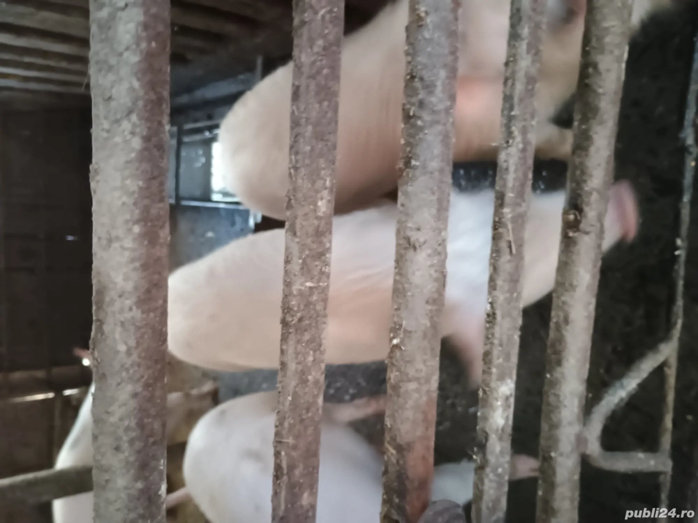 Șoldani de vânzare 