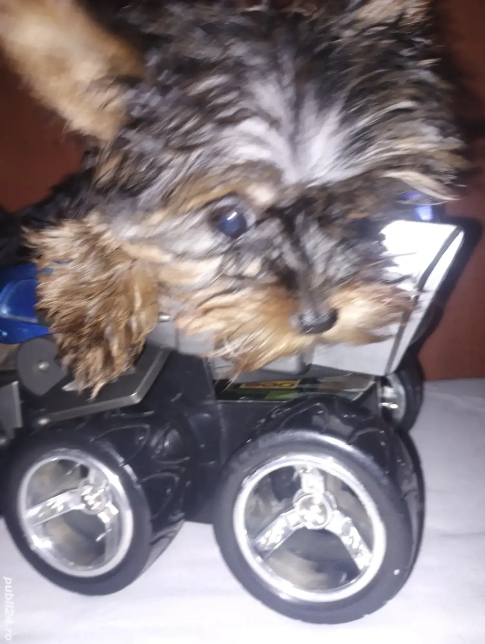 Yorkshire fetița 3 luni