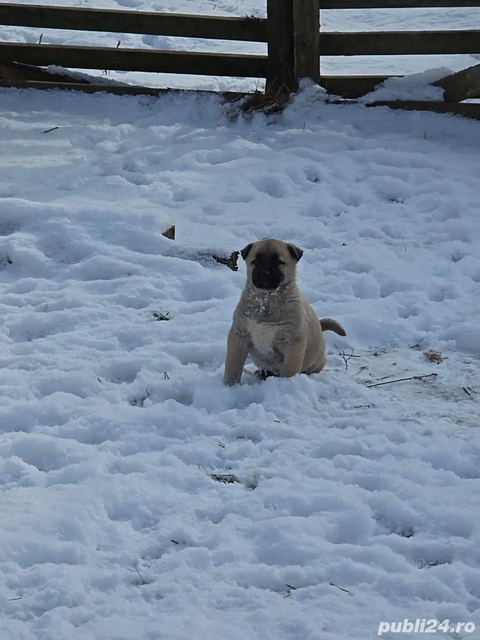 Vand catei kangal.         .