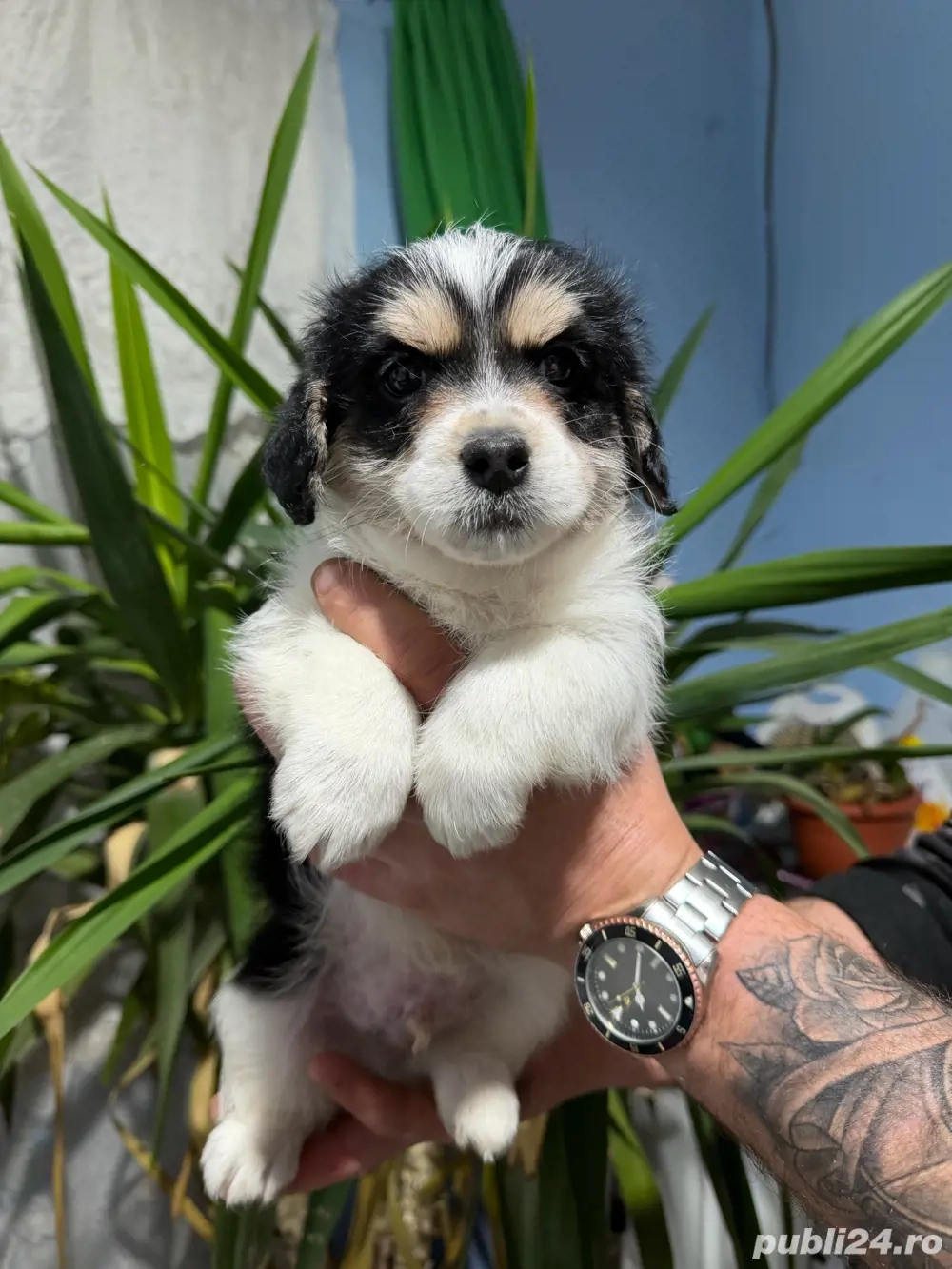 bihon havanez baietei