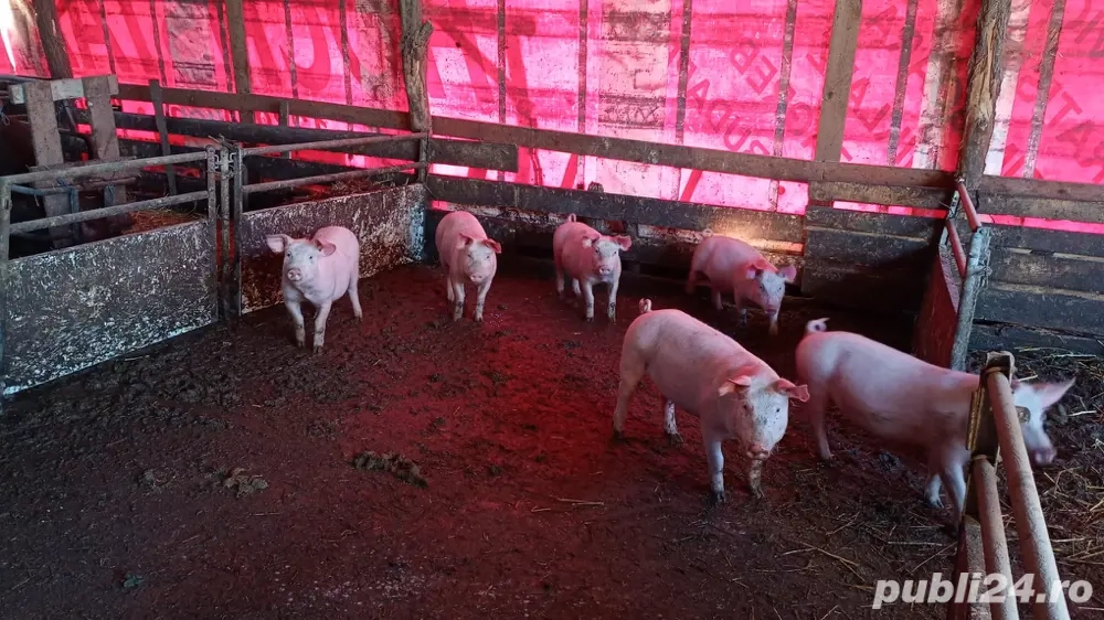 Vand purcei rasa Marele Alb cu Landras