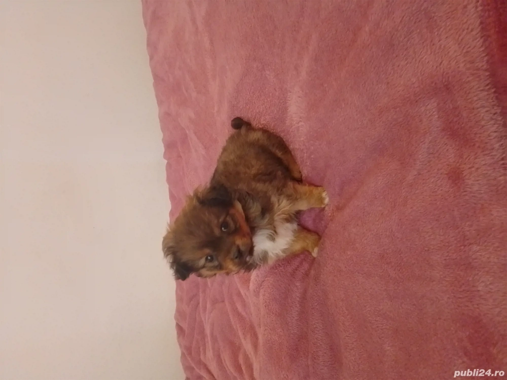 Cățel pichinez corcitura 