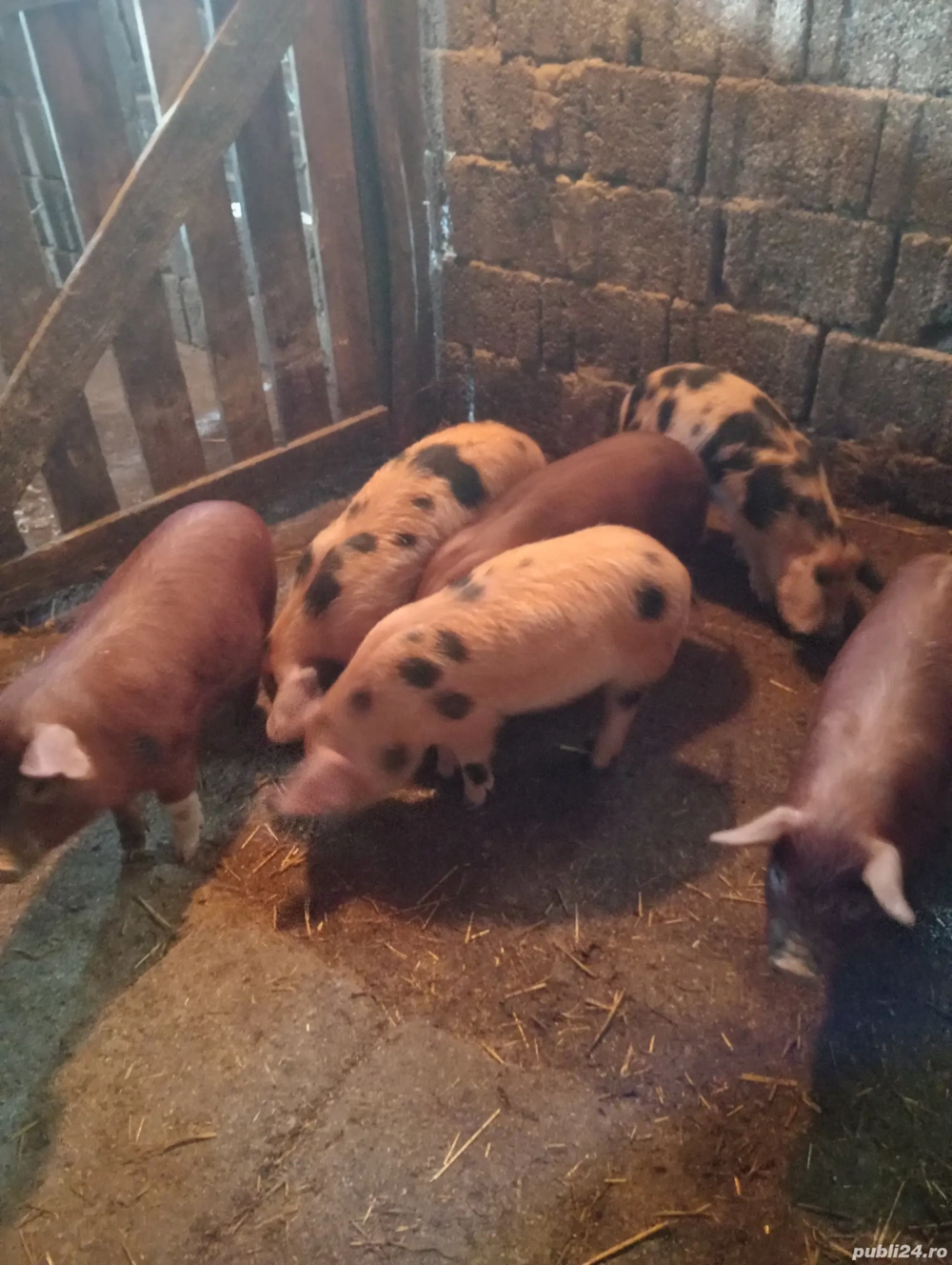 Purcei de Vânzare 