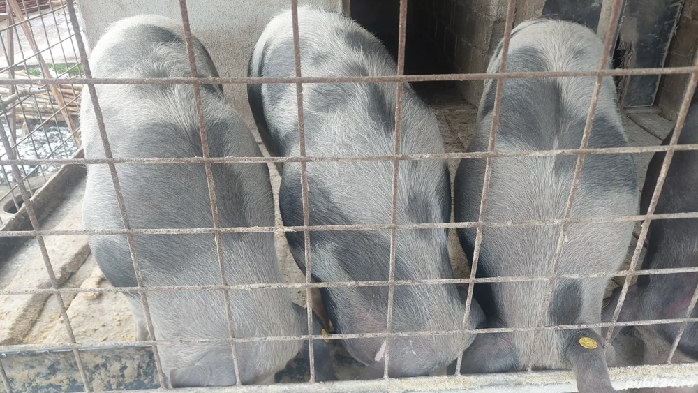 Vand porci pentru tinut sau sacrificat