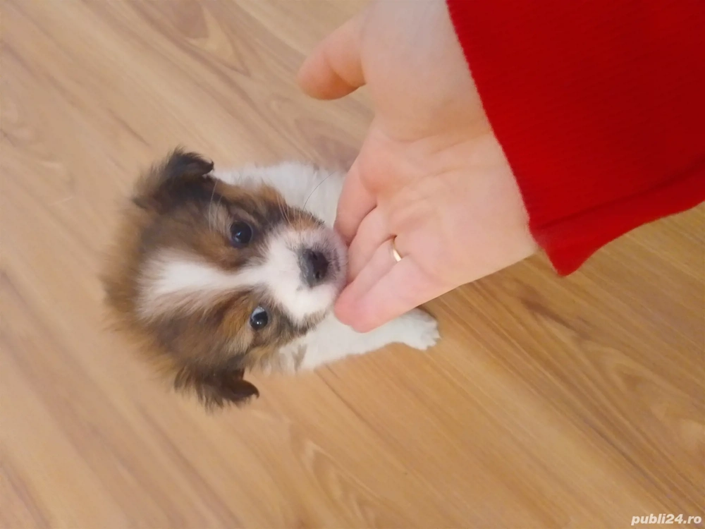 Cățelușa pichinez corcitura 