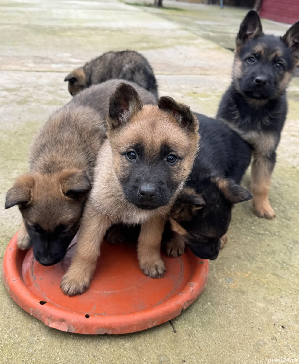 Pui ciobănesc belgian 