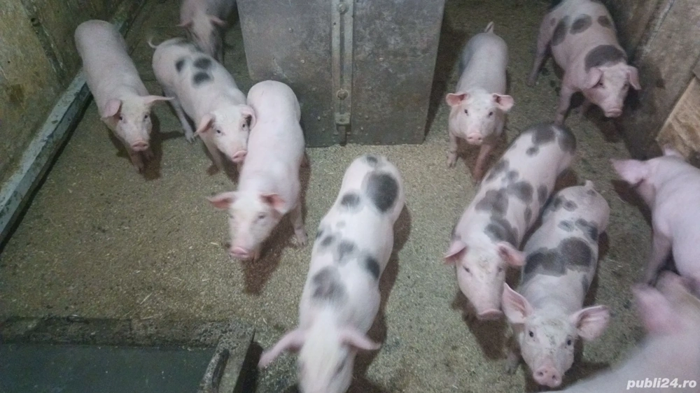  Vând purcei crescuți în gospodărie proprie, hrăniți natural. 