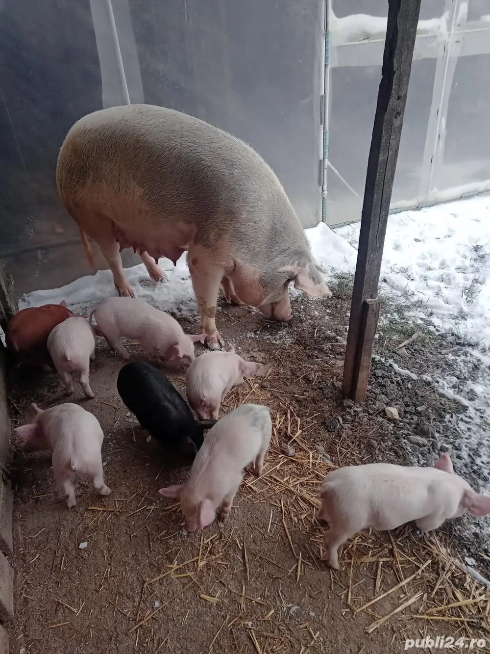 Purceii țărăniști 250 lei