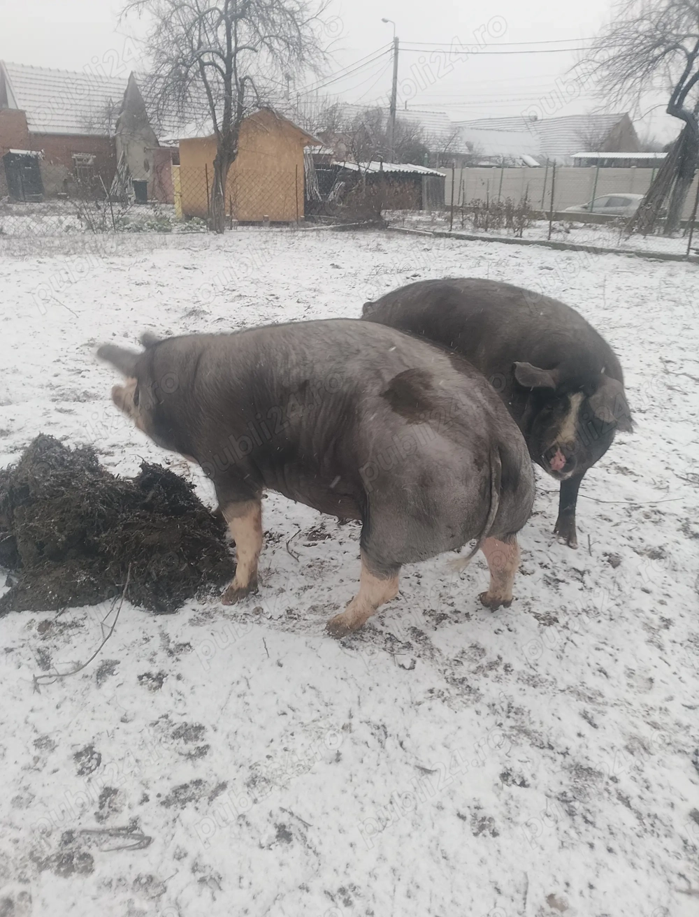 Vând scroafă de sacrificat 