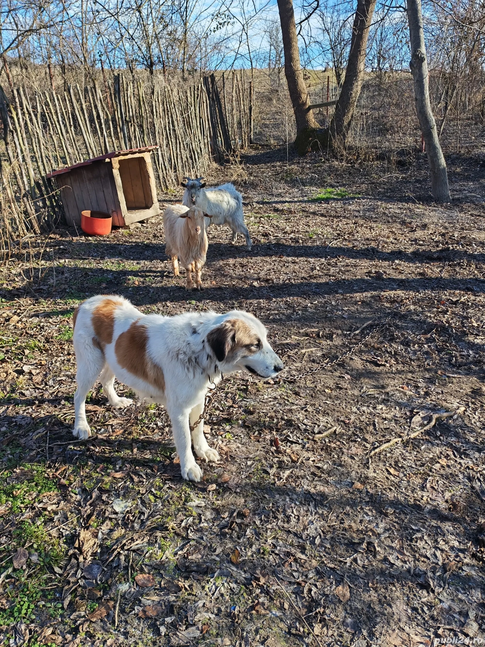 Ciobănesc pentru animale 