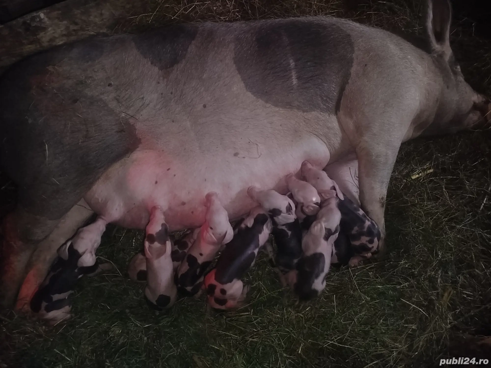 Scroafă cu purcei 