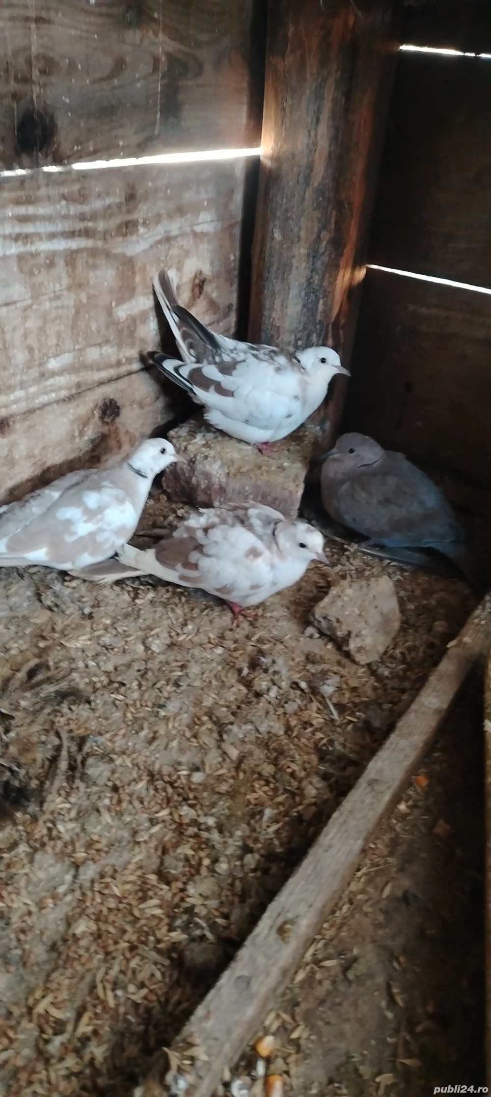 Turturele răzătoare 2025