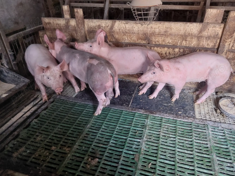 Vând purcei pietrean 