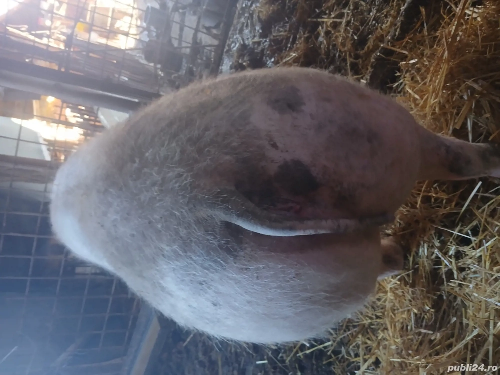 Purcea pietreană pentru toate buzunarele 