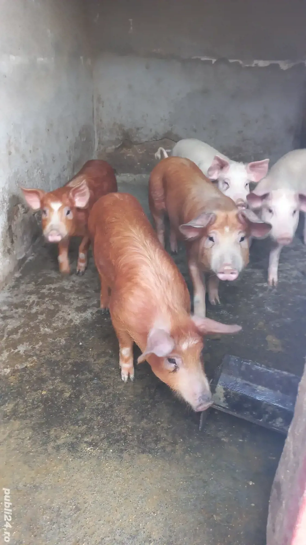 Vând porci grăsuni 