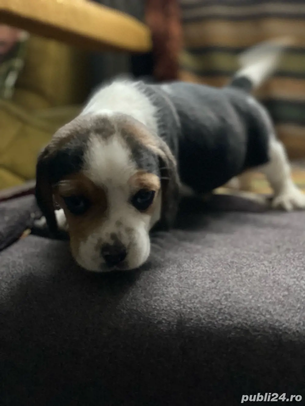 vand 3 catelusi rasa Beagle