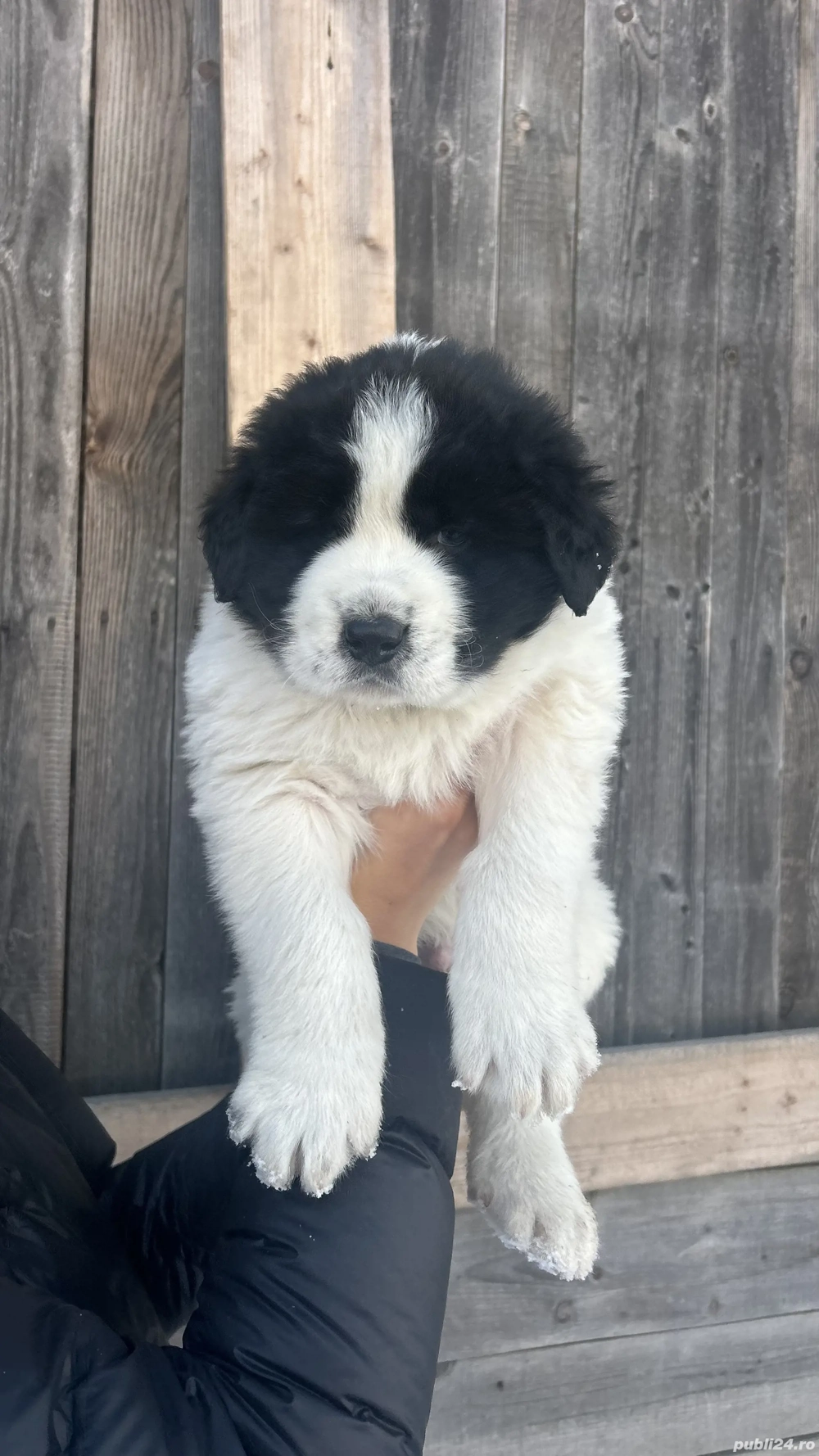 Ciobănesc de Bucovina