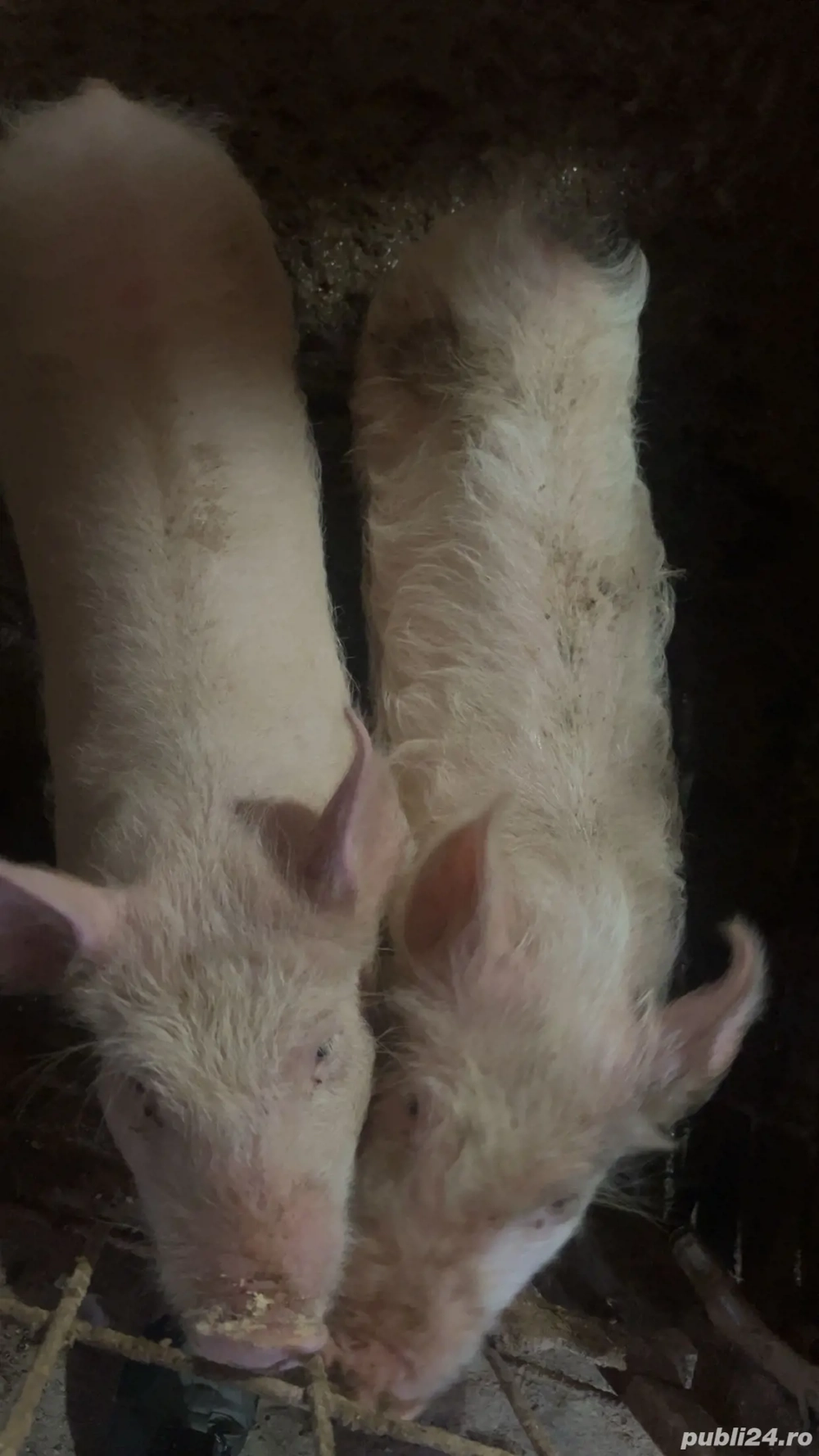 Vând soldani, un mascor si o scrofița 