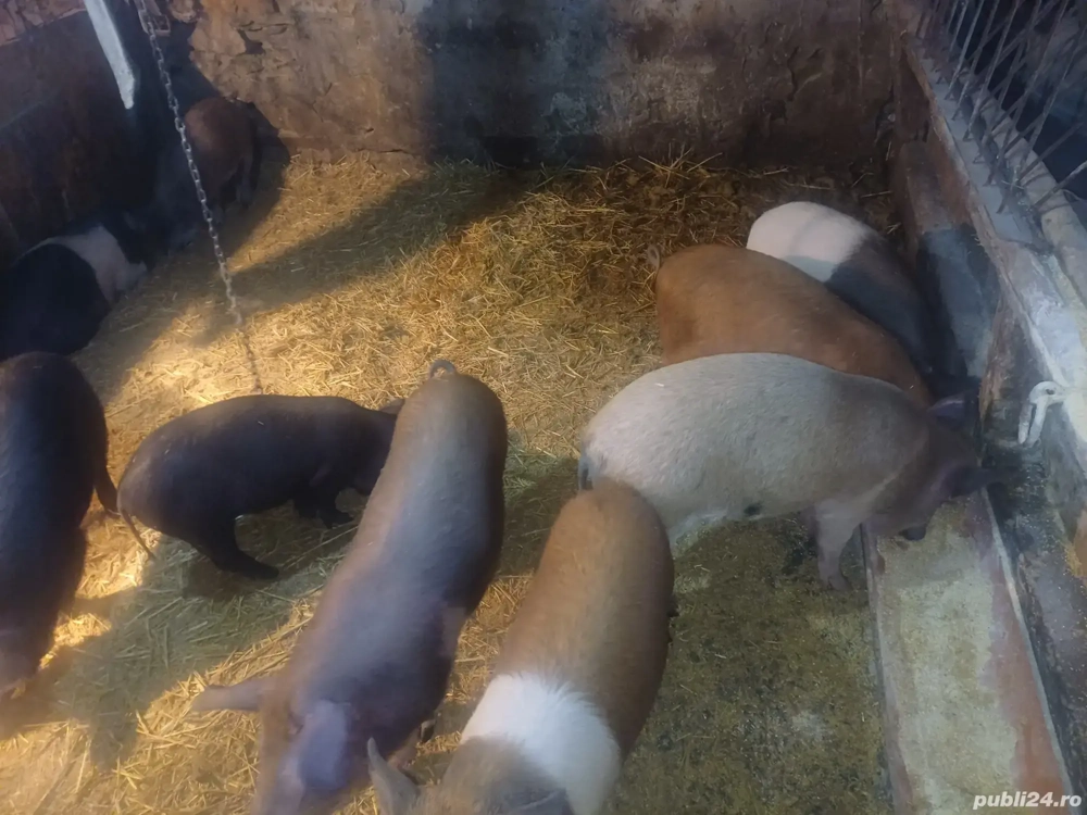 vând purcei ofertă 