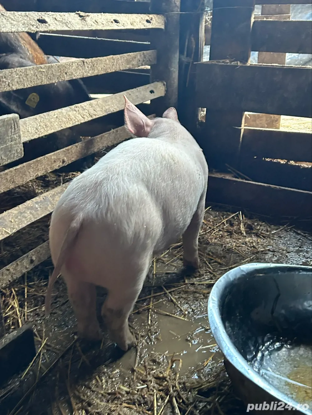 purcei pietrain de vanzare