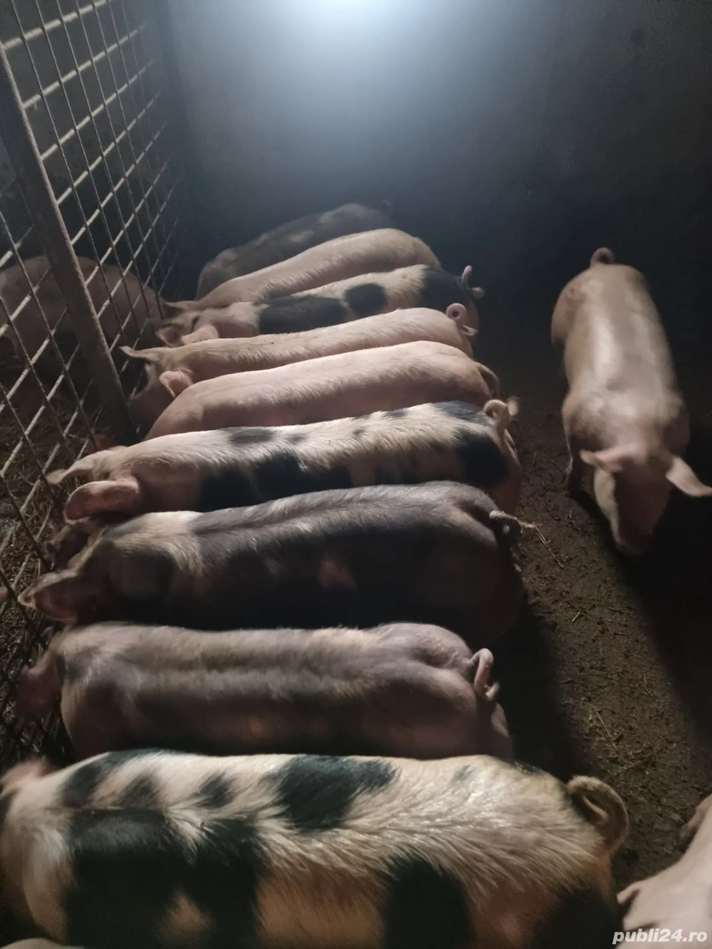 Porci de carne, pentru taiere, de vanzare