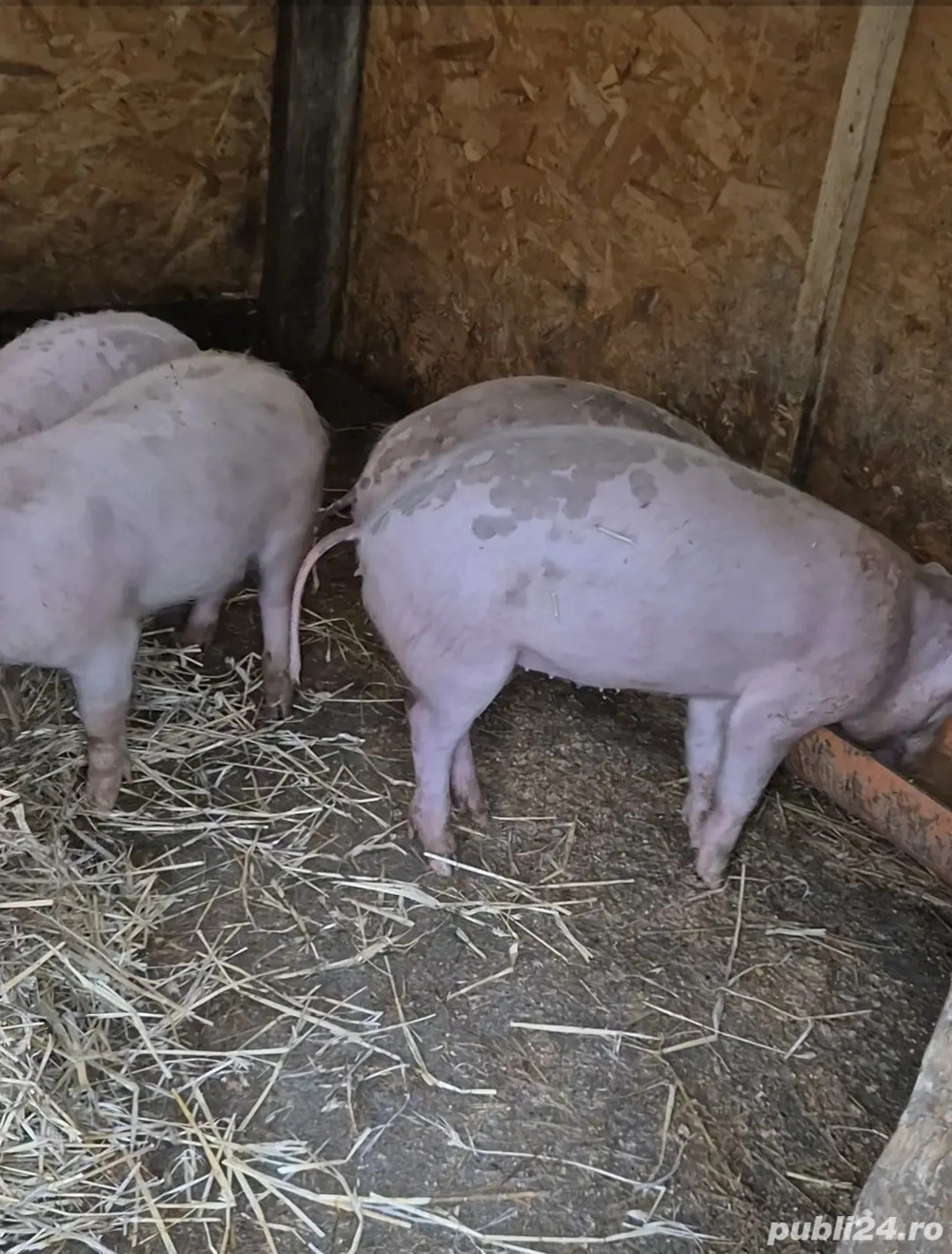 soldani diferite marimi si soiuri