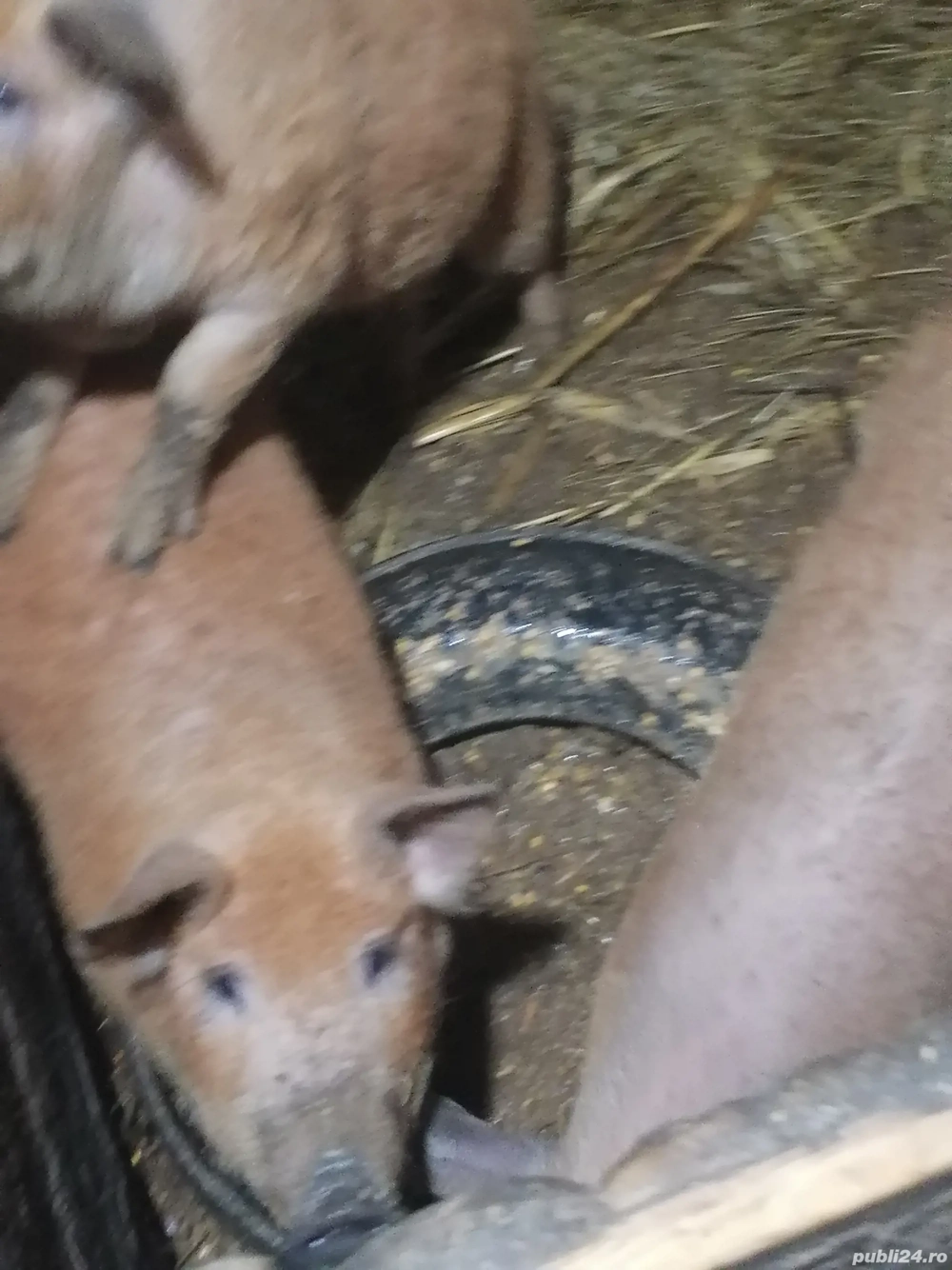 De vânzare  purcei mangalita 