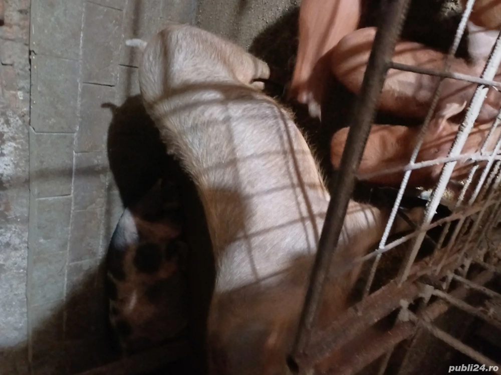 Vând  porc aproximativ 125kg