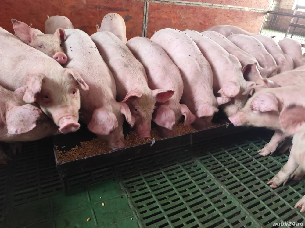 Purcei 20-40 kg pentru crescut 