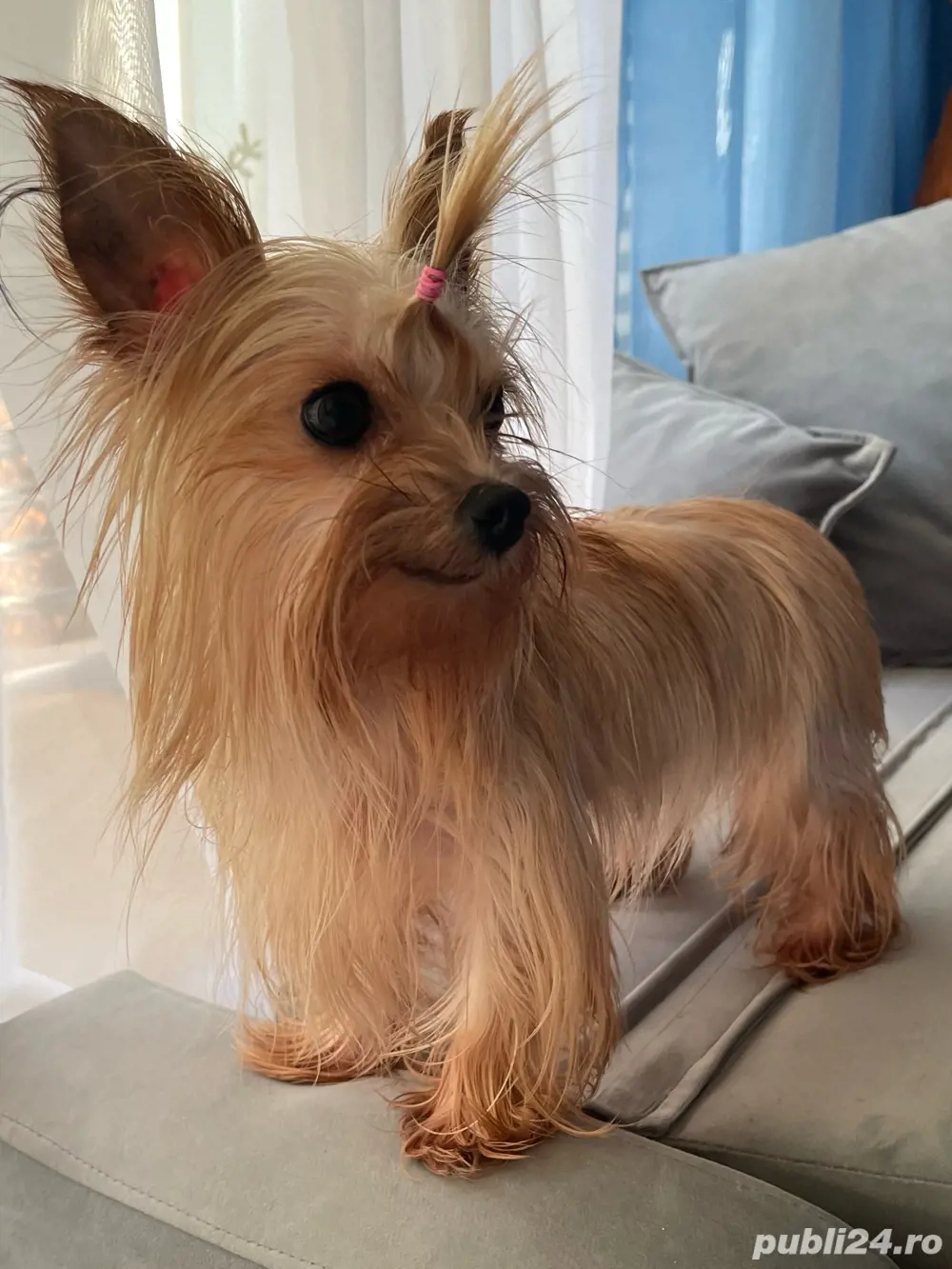 Yorkshire terrier gold dust