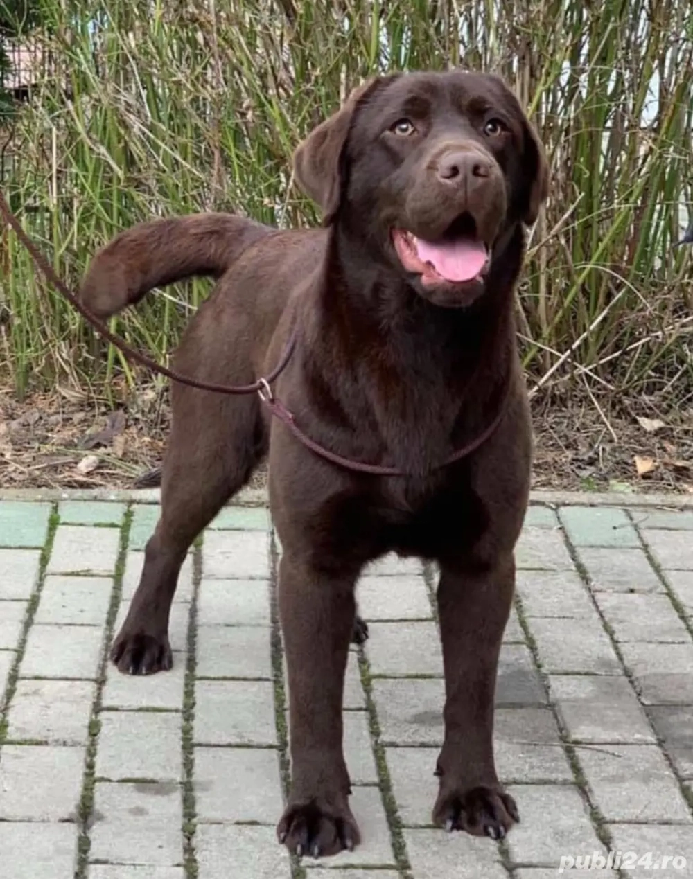 Donez labrador ciocolatiu monta 