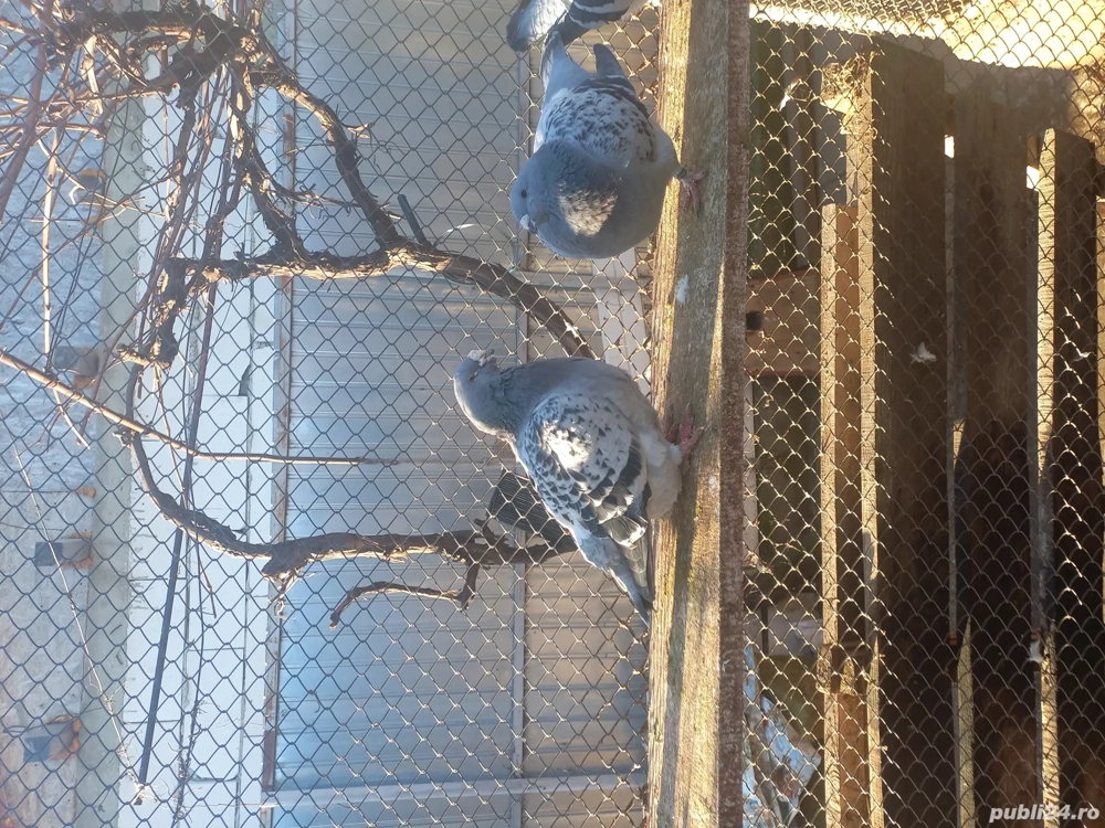 porumbei standard de vânzare 