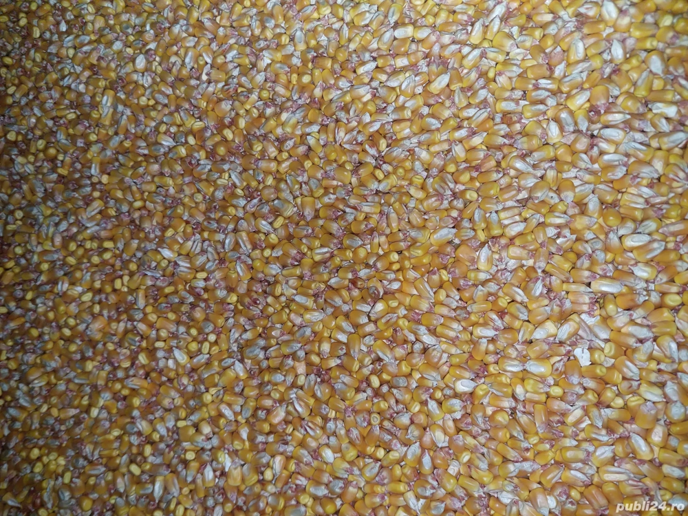 vând porumb boabe 